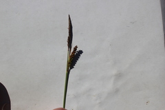 Carex flacca serrulata