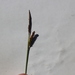 Carex flacca serrulata - Photo (c) andimitr, μερικά δικαιώματα διατηρούνται (CC BY-NC), uploaded by andimitr