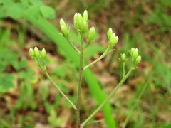 Syneilesis aconitifolia