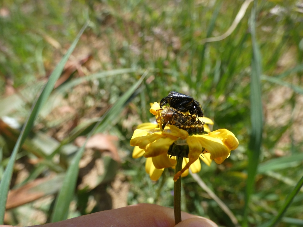 Heterochelus pickeri