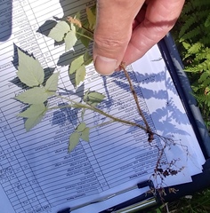 Rubus idaeus strigosus