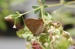 Electrostrymon guzanta