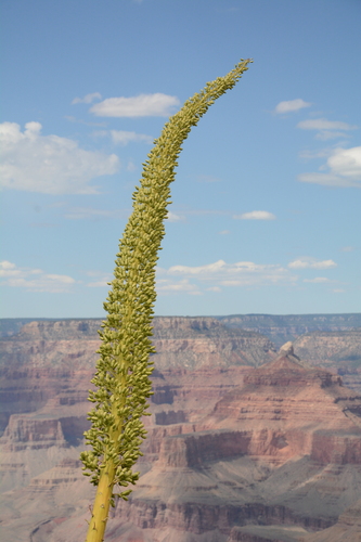 Agave utahensis