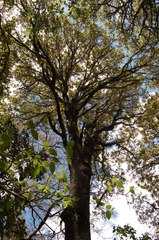 Quercus calophylla