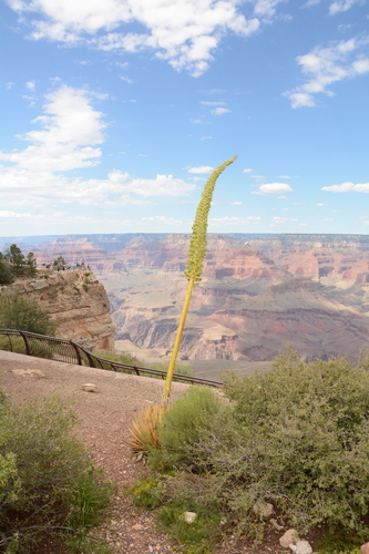 Agave utahensis