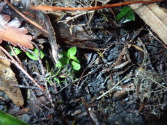 Melicytus ramiflorus ramiflorus