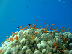 Pycnochromis dimidiatus