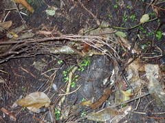 Melicytus ramiflorus ramiflorus