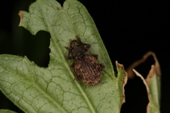 Otiorhynchus crataegi
