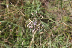 Allium flavum tauricum