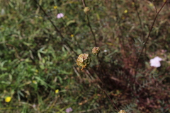 Sanguisorba minor balearica