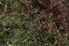 Sanguisorba minor balearica