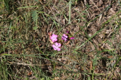 Dianthus capitatus