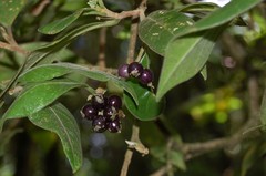 Daphnopsis malacophylla