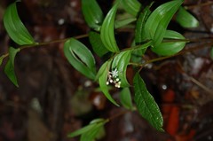 Maianthemum scilloideum