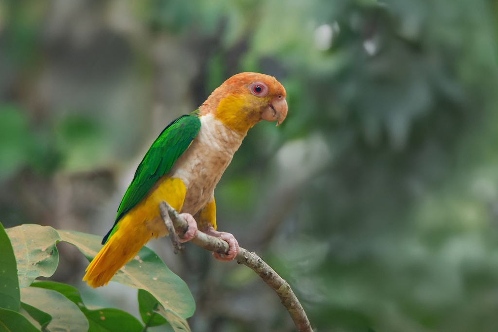 White-Bellied Parrot