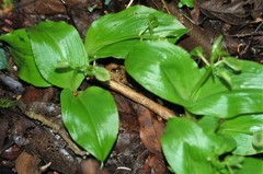 Liparis arnoglossophylla