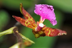 Rhynchostele bictoniensis