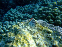 Chaetodon paucifasciatus