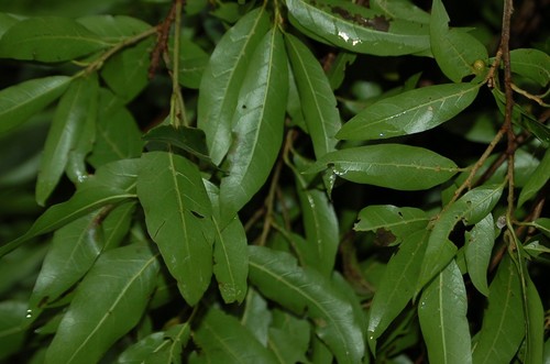 Quercus ocoteifolia