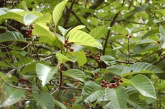 Frangula capreifolia