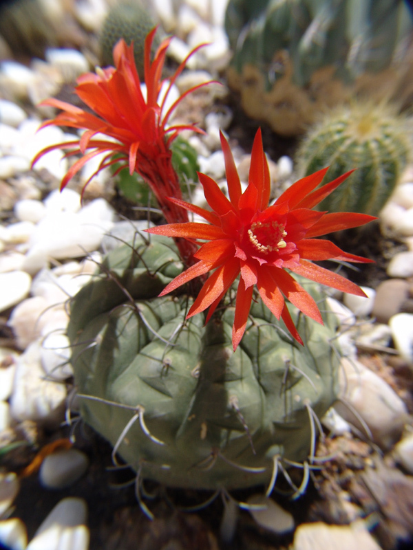 Matucana madisoniorum