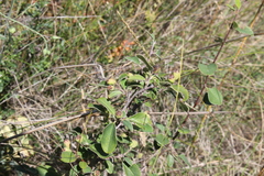 Cotoneaster tauricus