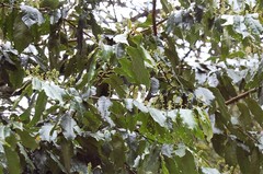 Prunus barbata