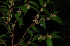 Xylosma quichensis