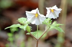 Lycianthes ciliolata