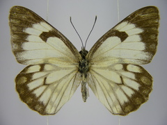 Belenois aurota aurota