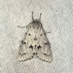 Acronicta vulpina