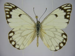 Belenois aurota aurota