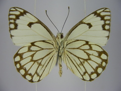 Belenois aurota aurota