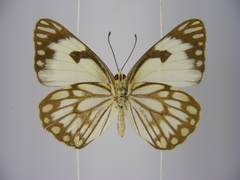 Belenois aurota aurota
