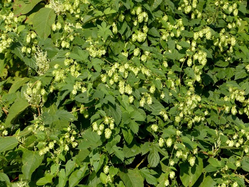 Humulus lupulus iNat (3)