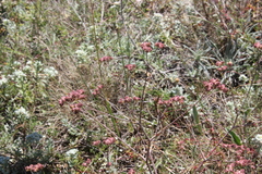 Rumia crithmifolia