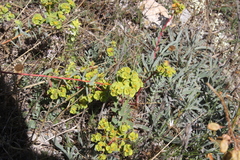 Euphorbia glareosa