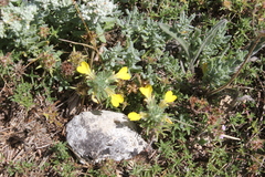 Ajuga chamaepitys chia