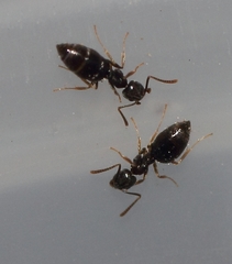 Technomyrmex pallipes