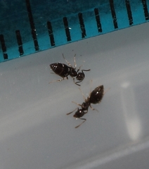 Technomyrmex pallipes