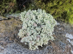 Stereocaulon corticatulum