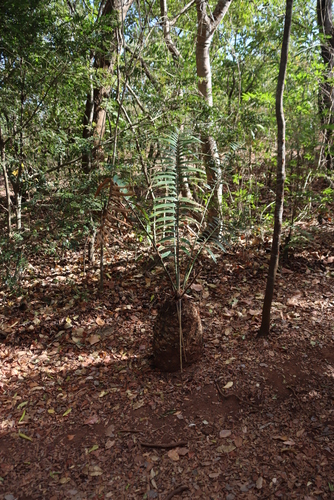 Mulanje Cycad (Encephalartos gratus)
