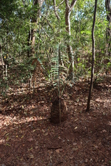 Encephalartos gratus, photograph (c) Tony Rebelo, some rights reserved (CC BY-SA)