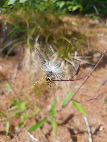 Image of Lactuca hirsuta by (c) Quinten Wiegersma, some rights reserved (CC BY)