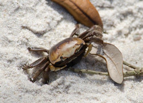 Mud Fiddler Crab, photo 2 of 8