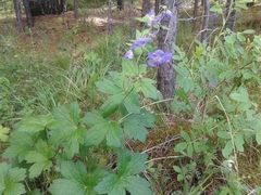 Geranium platyanthum