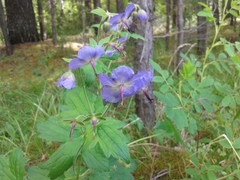 Geranium platyanthum