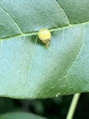 Pachypsylla celtidismamma