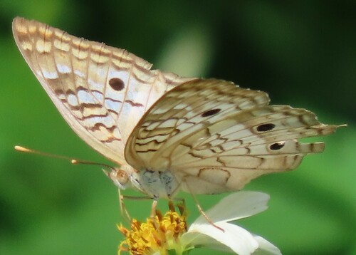 White Peacock photo 4